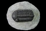 Nice, Austerops Trilobite - Visible Eye Facets #171530-2